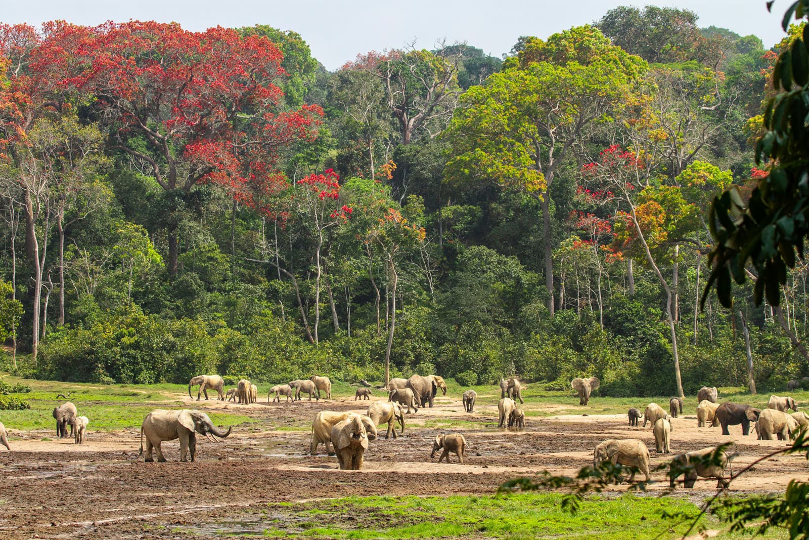Central African Republic