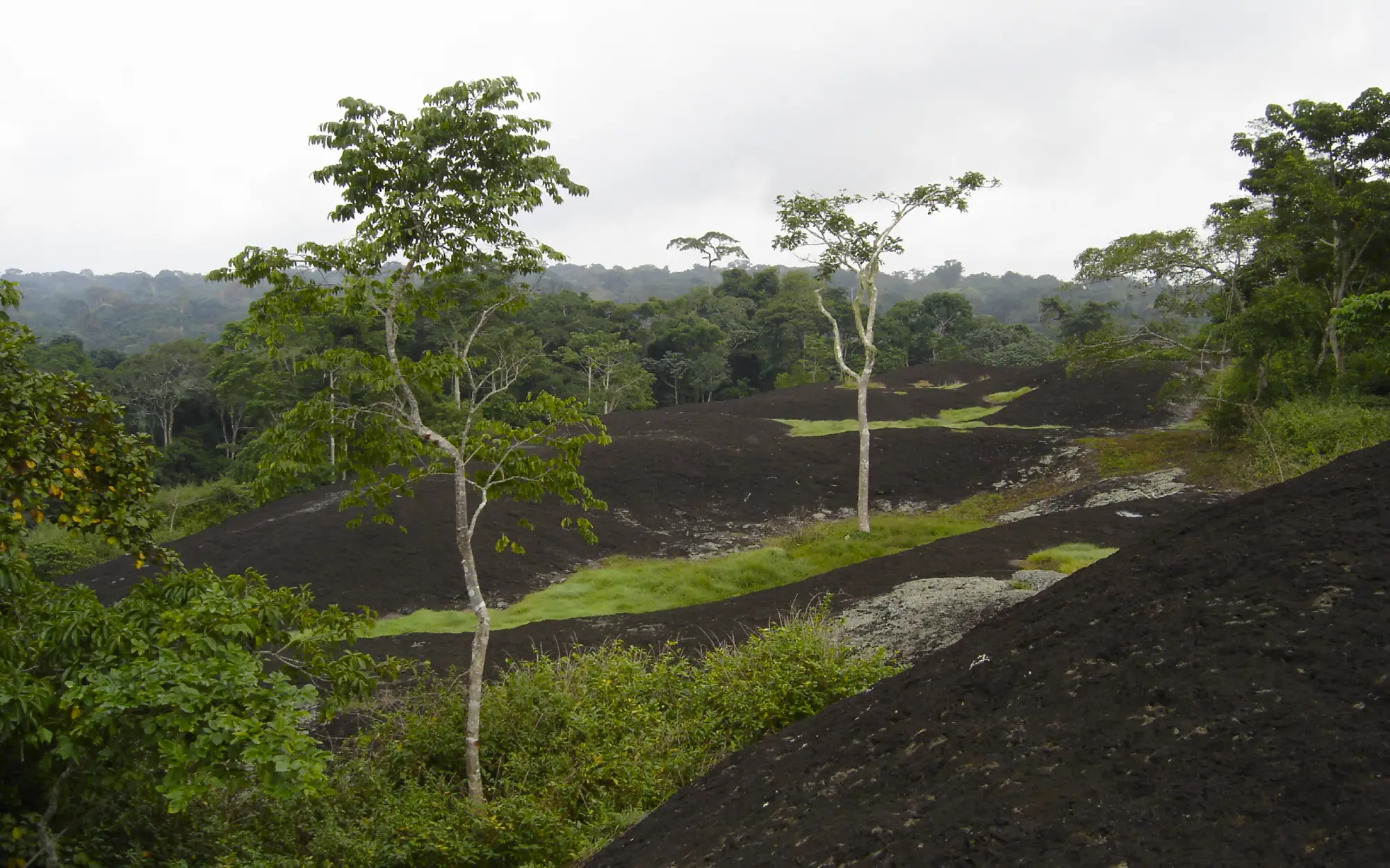 Safari in the Dja Reserve: Exploring Cameroon's Greatest Natural Treasure