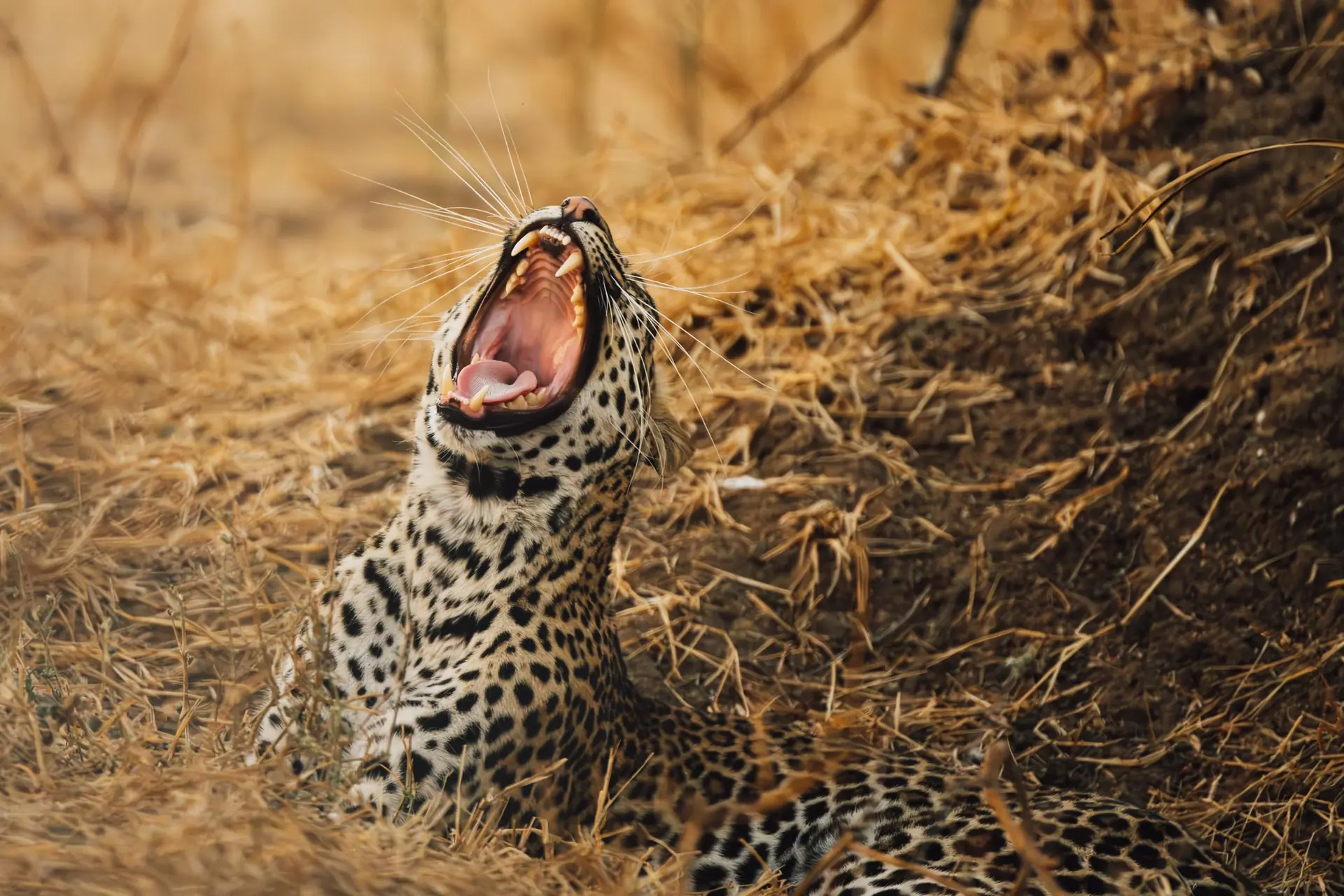 How to Get a Discount on Your Cameroon Safari: Smart Strategies for Budget-Conscious Travelers