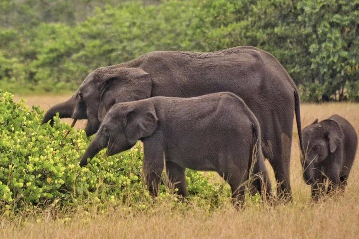 Safari faune et nature au Parc National de Loango