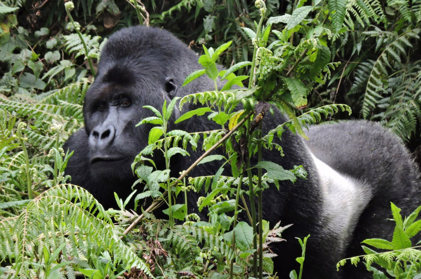 Kahuzi-Biega Lowland Gorillas (4 Days)
