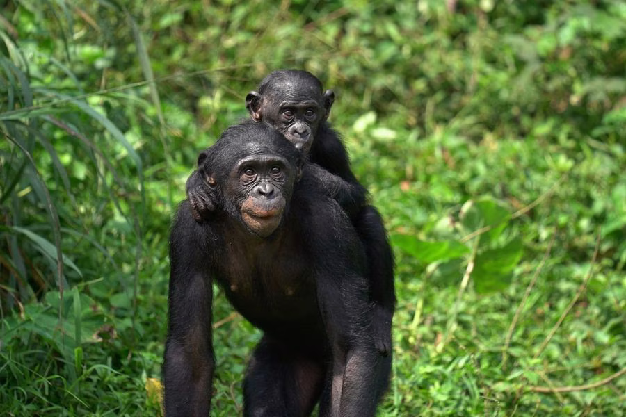 Lola ya Bonobo Sanctuary Visit (3 Days)